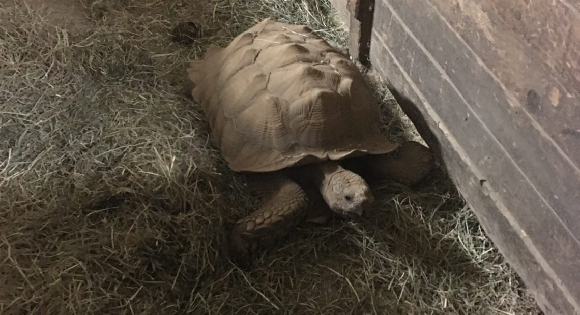 Thousands of animals, including a tortoise, are housed at the Oregon State Fairgrounds as people have fled their homes from encroaching wildfires this week. Courtesy of Kim Grewe-Powell