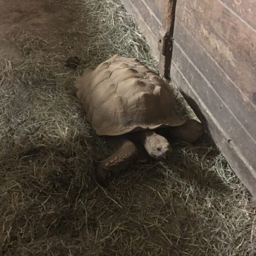 Thousands of animals, including a tortoise, are housed at the Oregon State Fairgrounds as people have fled their homes from encroaching wildfires this week. Courtesy of Kim Grewe-Powell