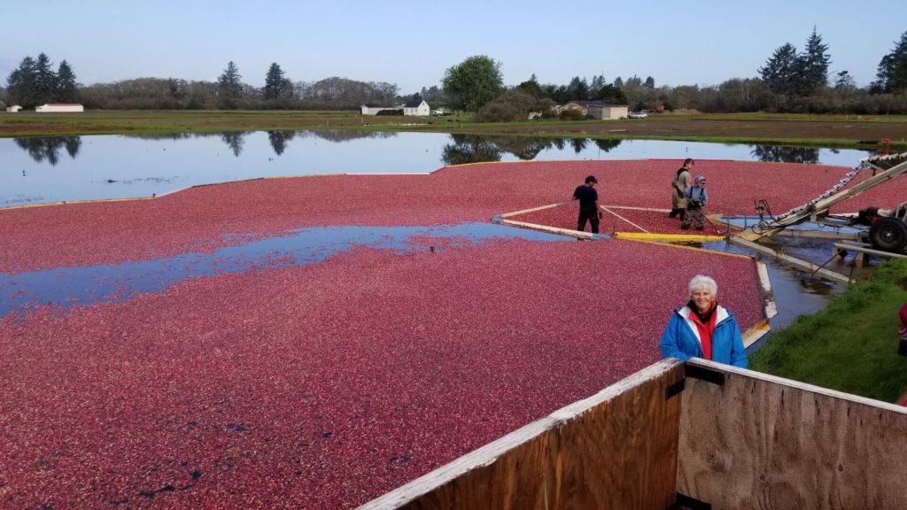 Ardel McPhail stands in front of some of her family's cranberry bogs during a recent harvest near Ilwaco, Washington.