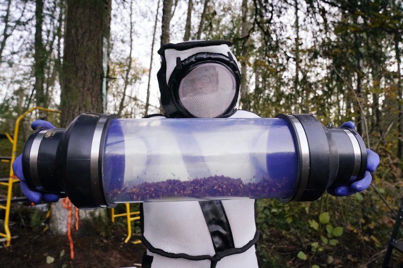 Sven Spichiger, Washington State Department of Agriculture managing entomologist, displays a canister of Asian giant hornets vacuumed from a nest in a tree behind him Saturday, Oct. 24, 2020, in Blaine, Wash. State agriculture scientists spent weeks searching, trapping and using dental floss to tie tracking devices to Asian giant hornets, which can deliver painful stings to people and spit venom but are the biggest threat to honeybees that farmers depend on to pollinate crops. CREDIT: Elaine Thompson/AP