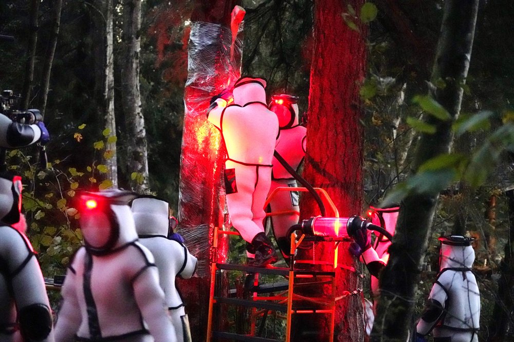 Washington State Department of Agriculture workers, wearing protective suits and working in pre-dawn darkness illuminated with red lamps, vacuum a nest of Asian giant hornets from a tree on Oct. 24, 2020, in Blaine, Wash. CREDIT: Elaine Thompson/AP