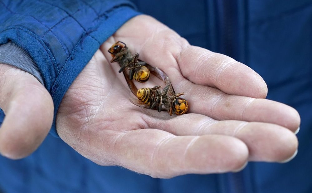 A Washington State Department of Agriculture workers holds two of the dozens of Asian giant hornets vacuumed from a tree Saturday, Oct. 24, 2020, in Blaine, Wash. Scientists in Washington state discovered the first nest earlier in the week, the first in the United States, and worked to wipe it out to protect native honeybees. CREDIT: Elaine Thompson/AP