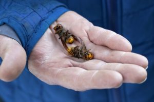 A Washington State Department of Agriculture workers holds two of the dozens of Asian giant hornets vacuumed from a tree Saturday, Oct. 24, 2020, in Blaine, Wash. Scientists in Washington state discovered the first nest earlier in the week, the first in the United States, and worked to wipe it out to protect native honeybees. CREDIT: Elaine Thompson/AP