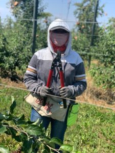 WA orchard worker