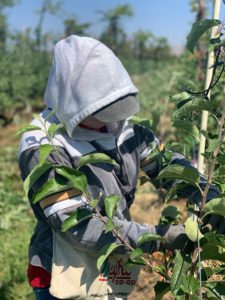 WA orchard worker 