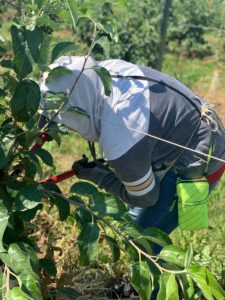 WA orchard worker 2