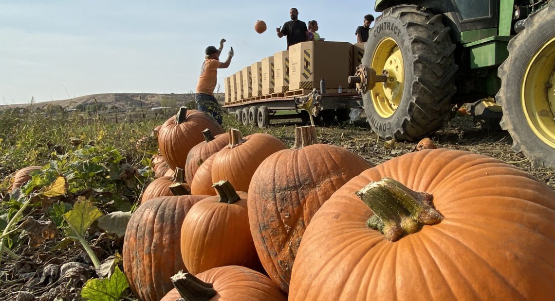 Crews throw pumpkins onto a tractor and trailer from the field on the Cox farm outside of Kennewick, Washington. A proposed reservoir from the Kennewick Irrigation District would flood the farm. The Cox family isn't interested in selling. CREDIT: Anna King/N3