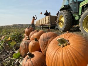 Crews throw pumpkins onto a tractor and trailer from the field on the Cox farm outside of Kennewick, Washington. A proposed reservoir from the Kennewick Irrigation District would flood the farm. The Cox family isn't interested in selling. CREDIT: Anna King/N3