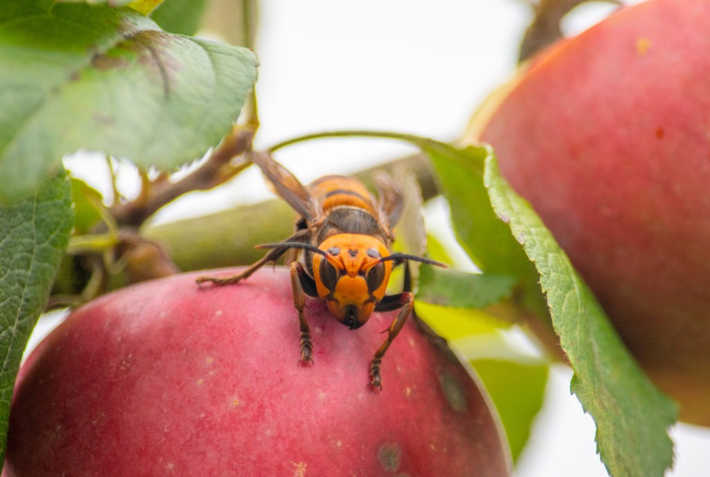 The Washington State Department of Agriculture team tracked the Asian giant hornet for about an hour earlier this month, before losing her signal in a forest. Courtesy of the Washington State Department of Agriculture