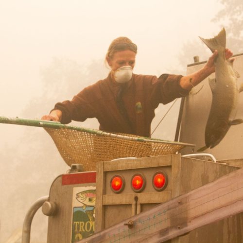 Workers save adult fish at the Rock Creek Hatchery in Oregon during fires that swept through the region in September 2020. CREDIT: Matt Hill