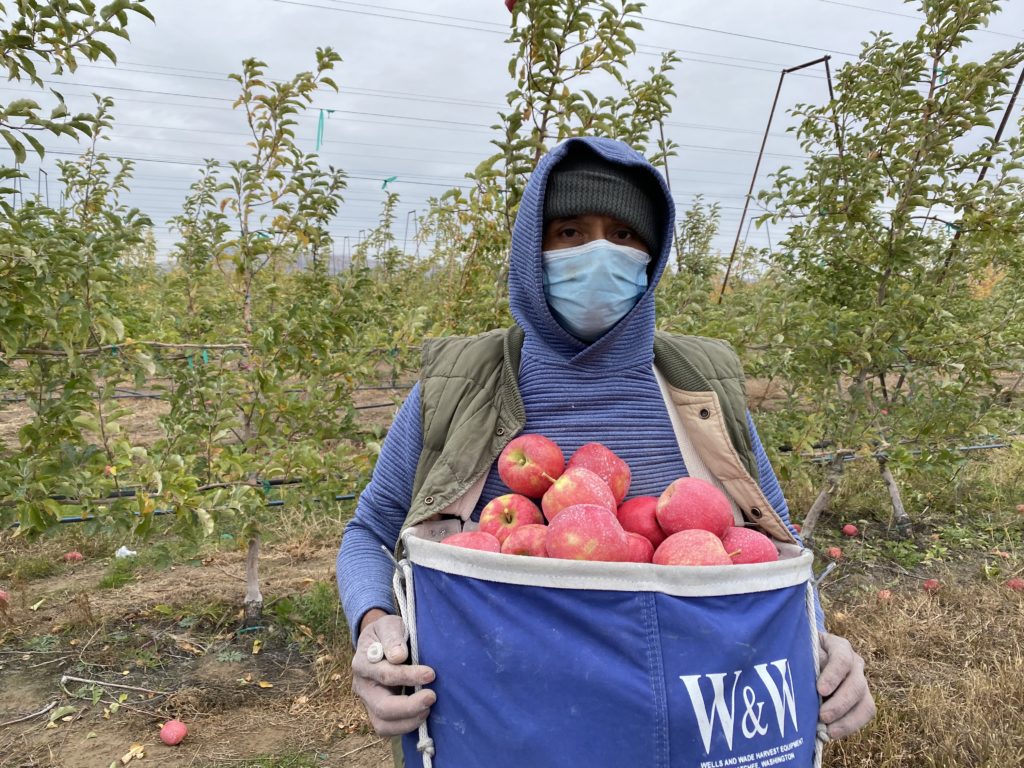 Rojelio Alvaro was hustling to get the apple harvest done before the cold set in. Like many people in Mattawa and Mission, Oregon, he was reluctant to give his political opinions.