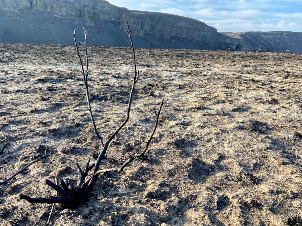 In one experimental plot, many of the sagebrush in this Moses Coulee area of central Washington were burned to a crisp during the September 2020 Pearl Hill Fire. It can take decades for sagebrush to fully recover after an extremely intense wildfire. CREDIT: Courtney Flatt/NWPB