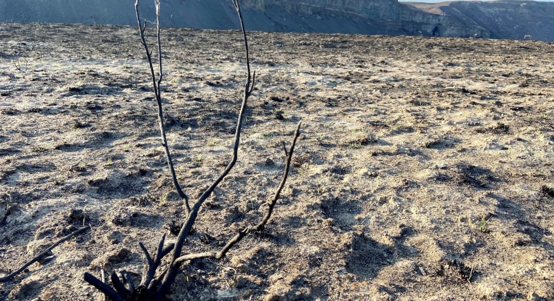 In one experimental plot, many of the sagebrush in this Moses Coulee area of central Washington were burned to a crisp during the September 2020 Pearl Hill Fire. It can take decades for sagebrush to fully recover after an extremely intense wildfire. CREDIT: Courtney Flatt/NWPB
