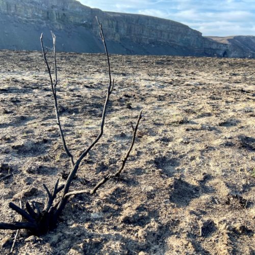In one experimental plot, many of the sagebrush in this Moses Coulee area of central Washington were burned to a crisp during the September 2020 Pearl Hill Fire. It can take decades for sagebrush to fully recover after an extremely intense wildfire. CREDIT: Courtney Flatt/NWPB