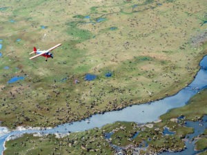 An airplane flies over caribou on the coastal plain of Alaska's Arctic National Wildlife Refuge, where the Trump administration is moving to sell leases for oil drilling. CREDIT: U.S. Fish and Wildlife Service/AP