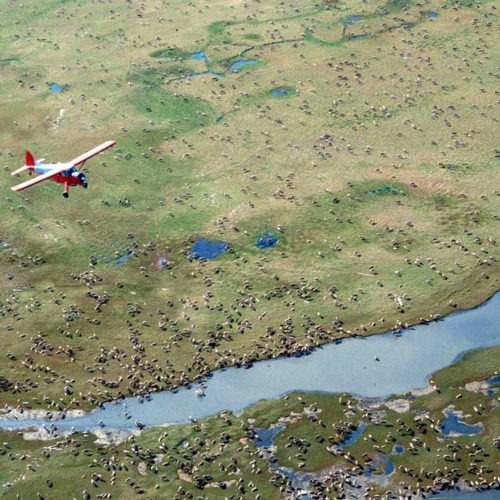 An airplane flies over caribou on the coastal plain of Alaska's Arctic National Wildlife Refuge, where the Trump administration is moving to sell leases for oil drilling. CREDIT: U.S. Fish and Wildlife Service/AP