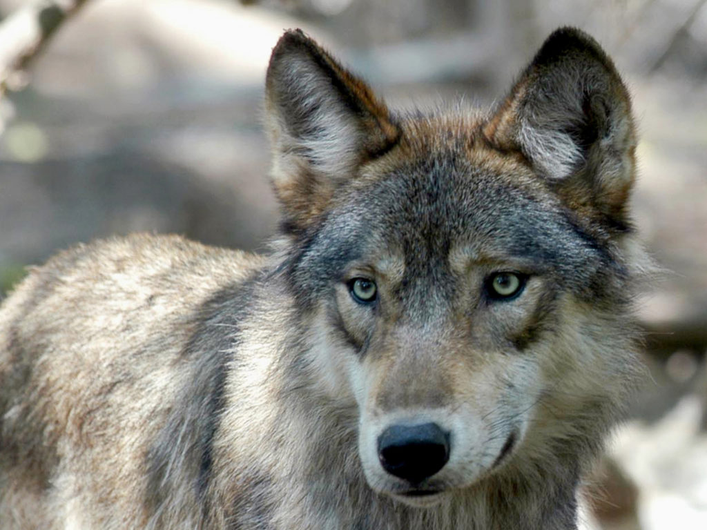A gray wolf - wolves in Colorado - AP PHOTO