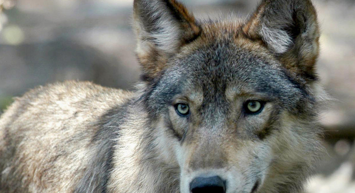 A gray wolf - wolves in Colorado - AP PHOTO