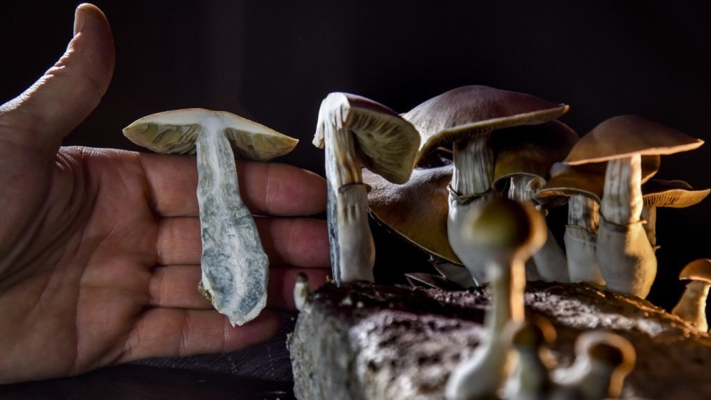 A Washington, D.C., resident has an operation growing psilocybin mushrooms. With the legalization of marijuana, advocates in several states, including Oregon, have pushed for the legalization of other drugs such as "magic mushrooms." Jahi Chikwendiu/The Washington Post via Getty Images
