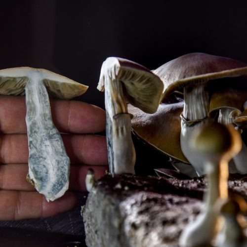 A Washington, D.C., resident has an operation growing psilocybin mushrooms. With the legalization of marijuana, advocates in several states, including Oregon, have pushed for the legalization of other drugs such as "magic mushrooms." Jahi Chikwendiu/The Washington Post via Getty Images