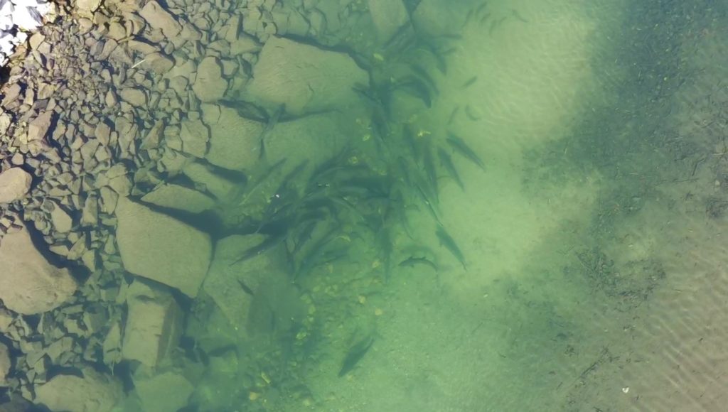 Salmon redds, or nests, have been found in the Upper Columbia River in fall 2020, including in the Sanpoil River tributary area about Grand Coulee Dam. Courtesy of Michelle Campobasso/Colville Tribes