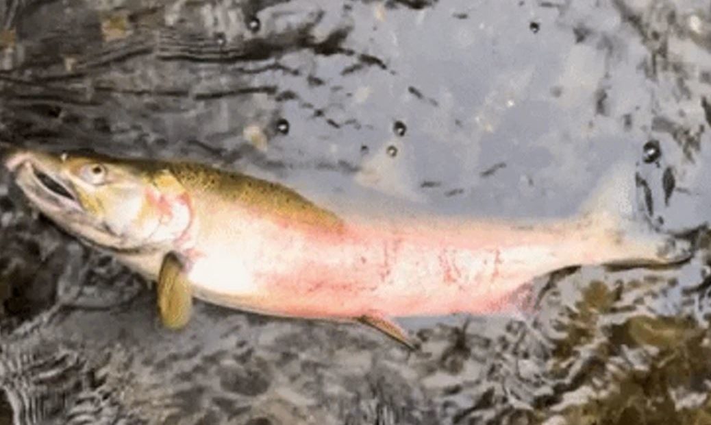 A coho salmon gapes for air, one of the symptoms of "urban runoff mortality syndrome," in Miller Creek in Normandy Park, Washington. Screenshot from University of Washington video