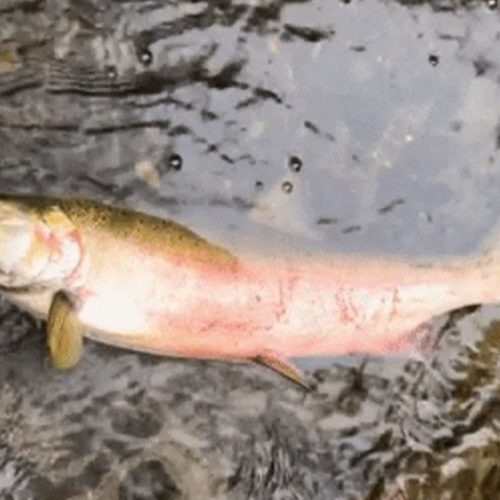 A coho salmon gapes for air, one of the symptoms of "urban runoff mortality syndrome," in Miller Creek in Normandy Park, Washington. Screenshot from University of Washington video