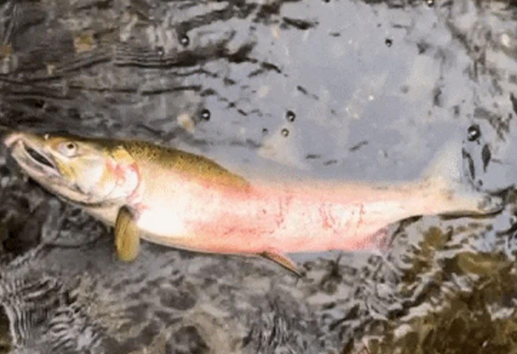 A coho salmon gapes for air, one of the symptoms of "urban runoff mortality syndrome," in Miller Creek in Normandy Park, Washington. Screenshot from University of Washington video