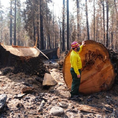 Oregon State University researcher Chris Dunn next to a Douglas fir, which burned in Oregon’s September 2020 fires and was later cut down by fire crews who considered it a safety hazard. CREDIT: Jes Burns/OPB