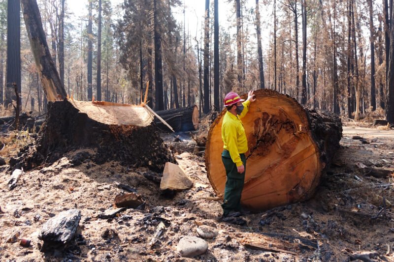 Oregon State University researcher Chris Dunn next to a Douglas fir, which burned in Oregon’s September 2020 fires and was later cut down by fire crews who considered it a safety hazard. CREDIT: Jes Burns/OPB