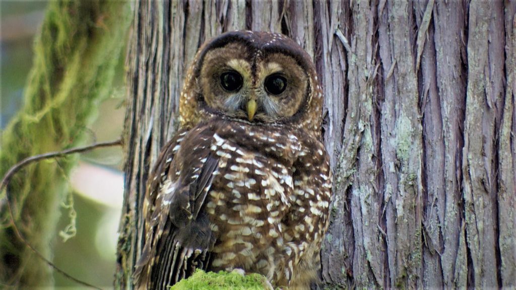 A northern spotted owl. CREDIT: Todd Sonflieth/OPB