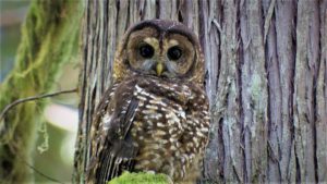 A northern spotted owl. CREDIT: Todd Sonflieth/OPB