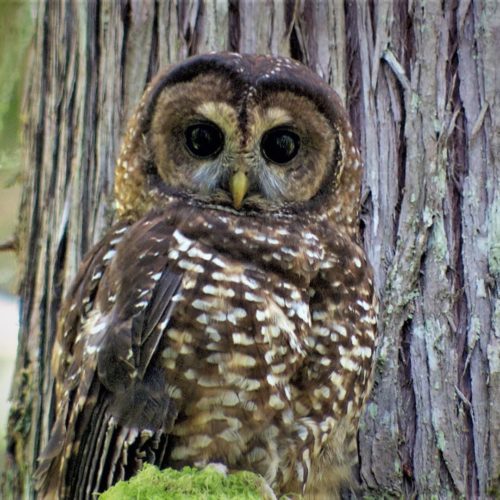 A northern spotted owl. CREDIT: Todd Sonflieth/OPB