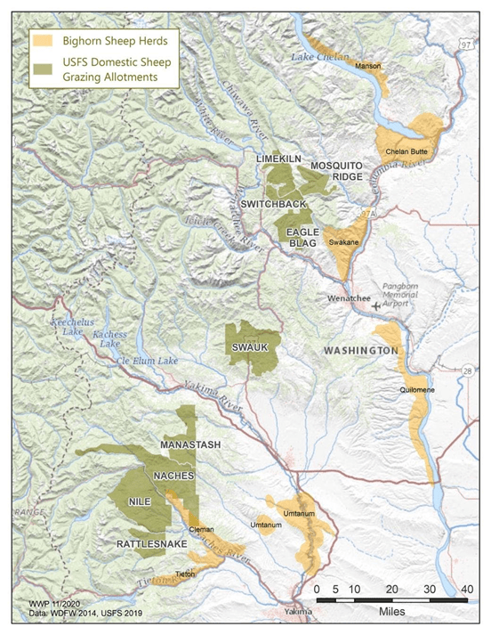 Bighorn sheep herds in Washington, shown in yellow, could come in contact with areas allotted to domestic sheep herding permits in the Okanogan-Wenatchee National Forest, according to a lawsuit against the Forest Service. Courtesy of WildEarth Guardians