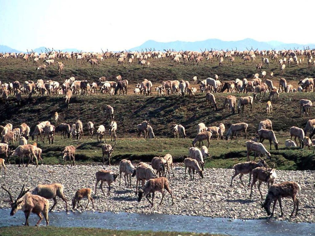 Caribou from the Porcupine Caribou Herd migrate onto the coastal plain of the Arctic National Wildlife Refuge in northeast Alaska. The refuge has long been eyed for oil exploration. U.S. Fish and Wildlife Service/AP