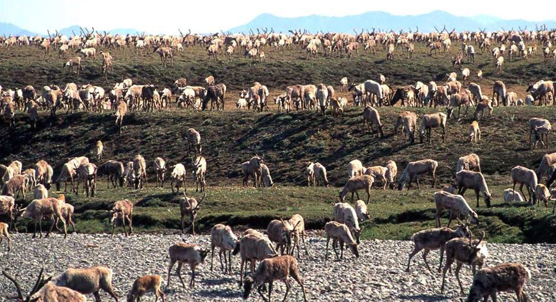 Caribou from the Porcupine Caribou Herd migrate onto the coastal plain of the Arctic National Wildlife Refuge in northeast Alaska. The refuge has long been eyed for oil exploration. U.S. Fish and Wildlife Service/AP