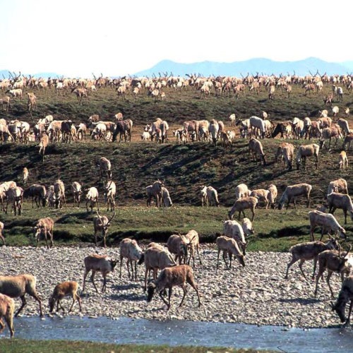 Caribou from the Porcupine Caribou Herd migrate onto the coastal plain of the Arctic National Wildlife Refuge in northeast Alaska. The refuge has long been eyed for oil exploration. U.S. Fish and Wildlife Service/AP