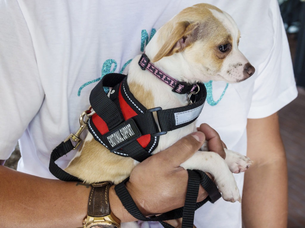 An emotional support dog - comfort pet for flying held by a person