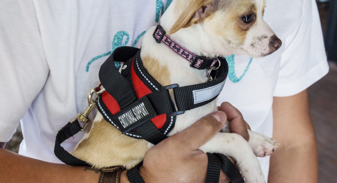 An emotional support dog - comfort pet for flying held by a person