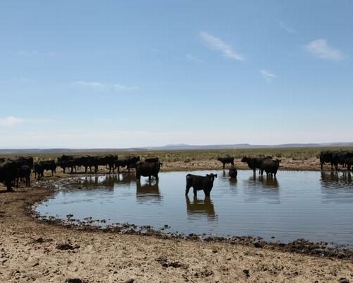 Cattle graze in Harney County, Ore., on July 19, 2018. CREDIT: Conrad Wilson/OPB