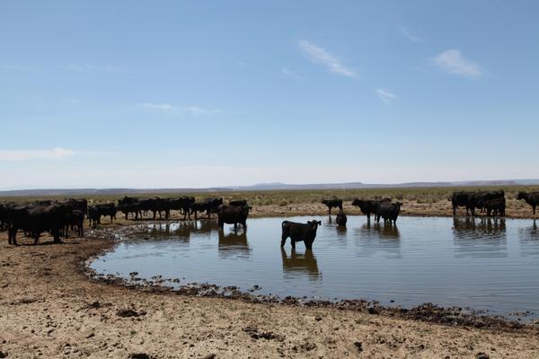 Cattle graze in Harney County, Ore., on July 19, 2018. CREDIT: Conrad Wilson/OPB