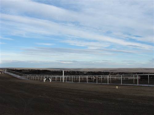 Easterday's "North Lot" is one of the largest concentrated cattle feeding operations in Washington. Courtesy of Franklin County, Wash.