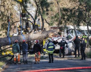 Crews remove a large ponderosa pine that fell on a vehicle, killing a woman during a windstorm Wednesday, Jan. 13, 2021 in Spokane, Wash. CREDIT: Colin Mulvany/The Spokesman-Review via AP