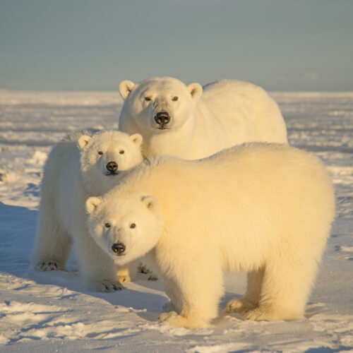 A polar bear with cubs in Alaska's Arctic National Wildlife Refuge in 2014. Barcroft Media/Barcroft Media via Getty Images