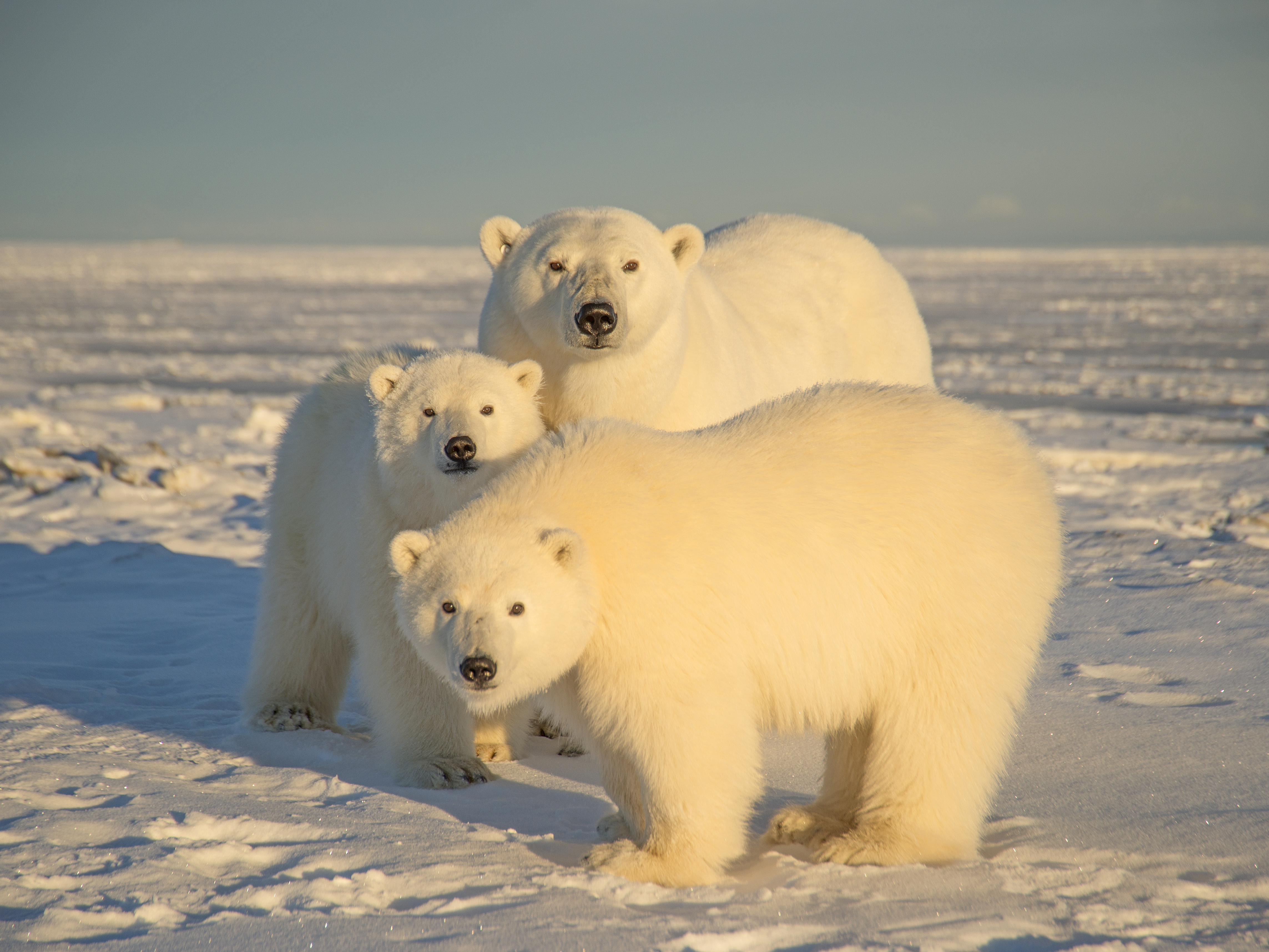 A polar bear with cubs in Alaska's Arctic National Wildlife Refuge in 2014. Barcroft Media/Barcroft Media via Getty Images