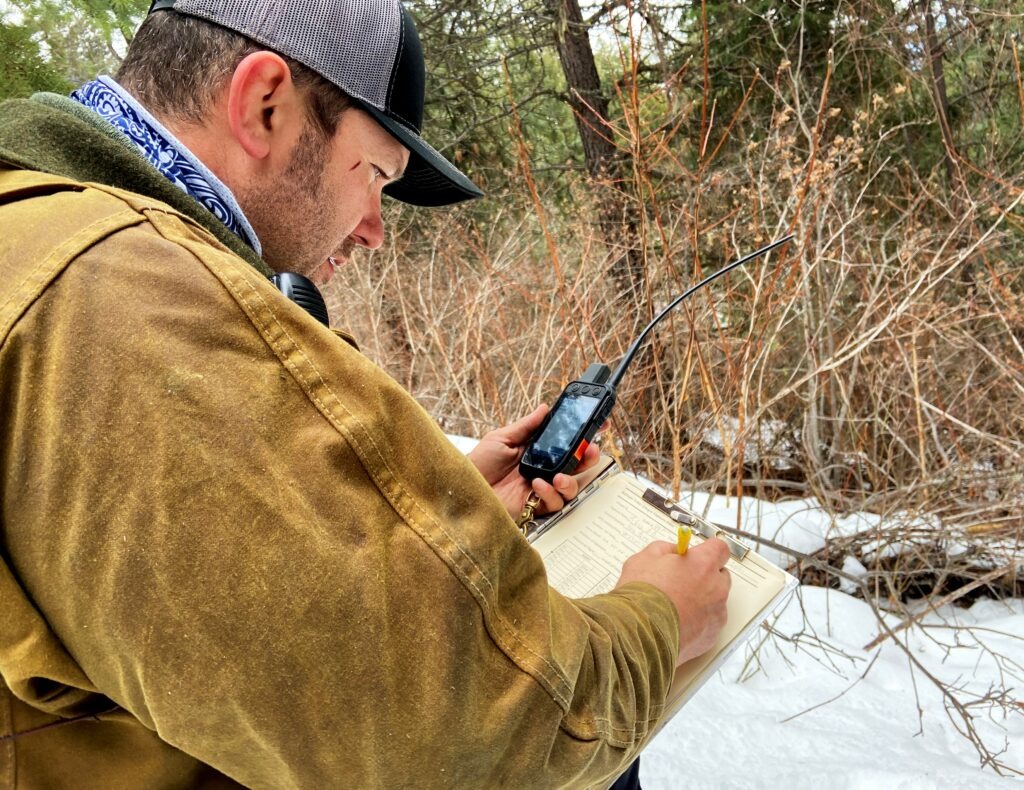 Bart George records the distance of a female cougar he is hazing as a part of a study for the Kalispel Tribe. George says each time he hazes a cougar, it flees farther away.