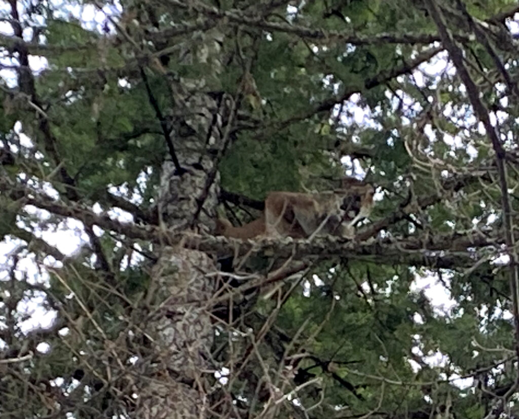 Hound handlers have trapped an 85-pound female cougar in a tree, near the reservation of the Kalispel Tribe in northeastern Washington. This cougar is part of a study the tribe is conducting to haze cougars, making them wary of human interactions. CREDIT: Courtney Flatt/NWPB