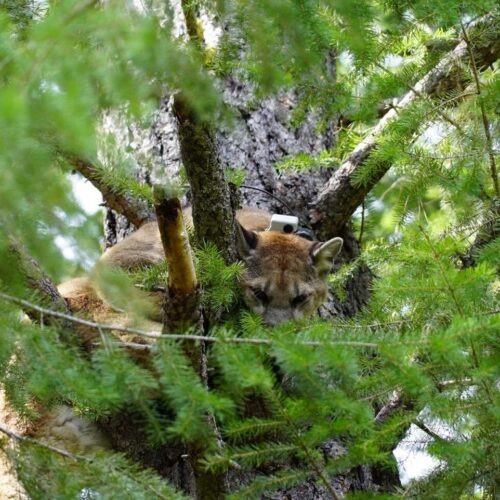 A young cougar, which was previously tagged with a tracking collar, is treed by hounds in Washington. Courtesy of Buddy Woodberry