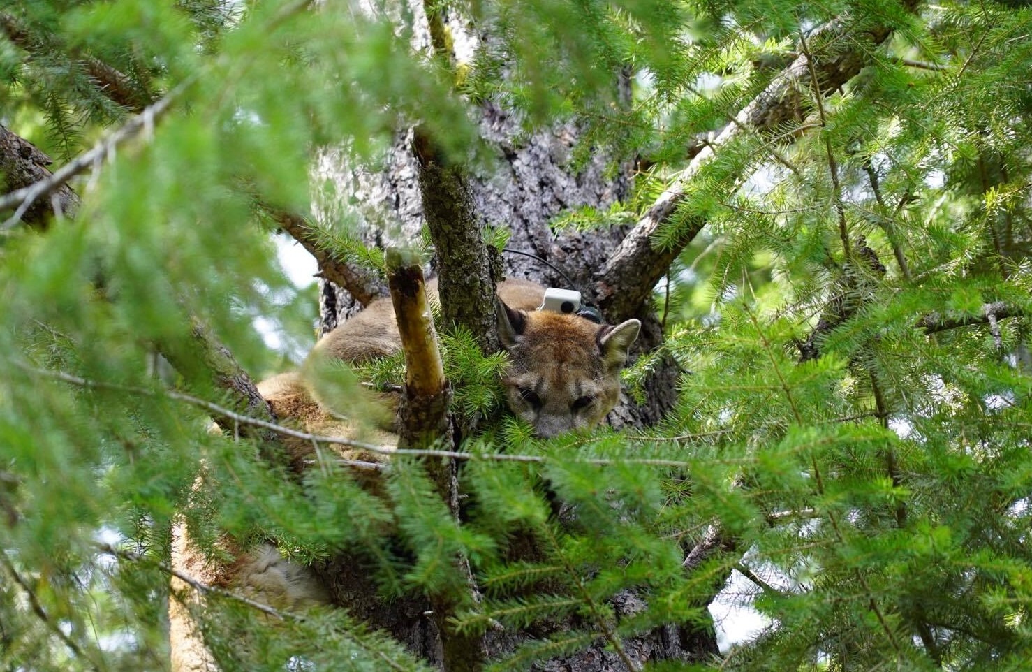 A young cougar, which was previously tagged with a tracking collar, is treed by hounds in Washington. Courtesy of Buddy Woodberry