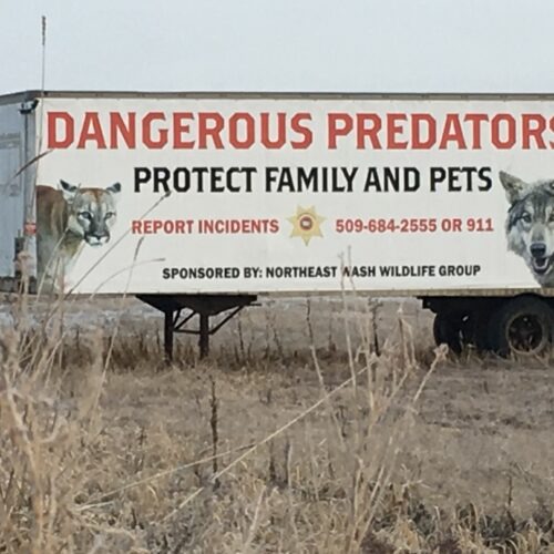 A sign on the side of trailer in Stevens County, Washington, near Chewelah off U.S. Highway 395 prompts people to report "dangerous wildlife" like cougars and wolves. CREDIT: Scott Leadingham/NWPB